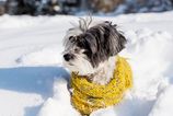 Je naozaj nutne aby psy nosili oblecenie v zime