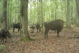 Vlci zautocili na mladi zubra v Polsku Vedci maju dramaticky lov zaznamenany na videu