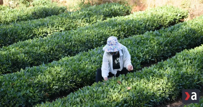 Pravidelne pili zelený čaj, potom vedci zistili zaujímavú súvislosť