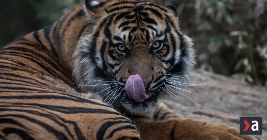 Útok tigra viedol k zatvoreniu známej zoo vo Veľkej Británii
